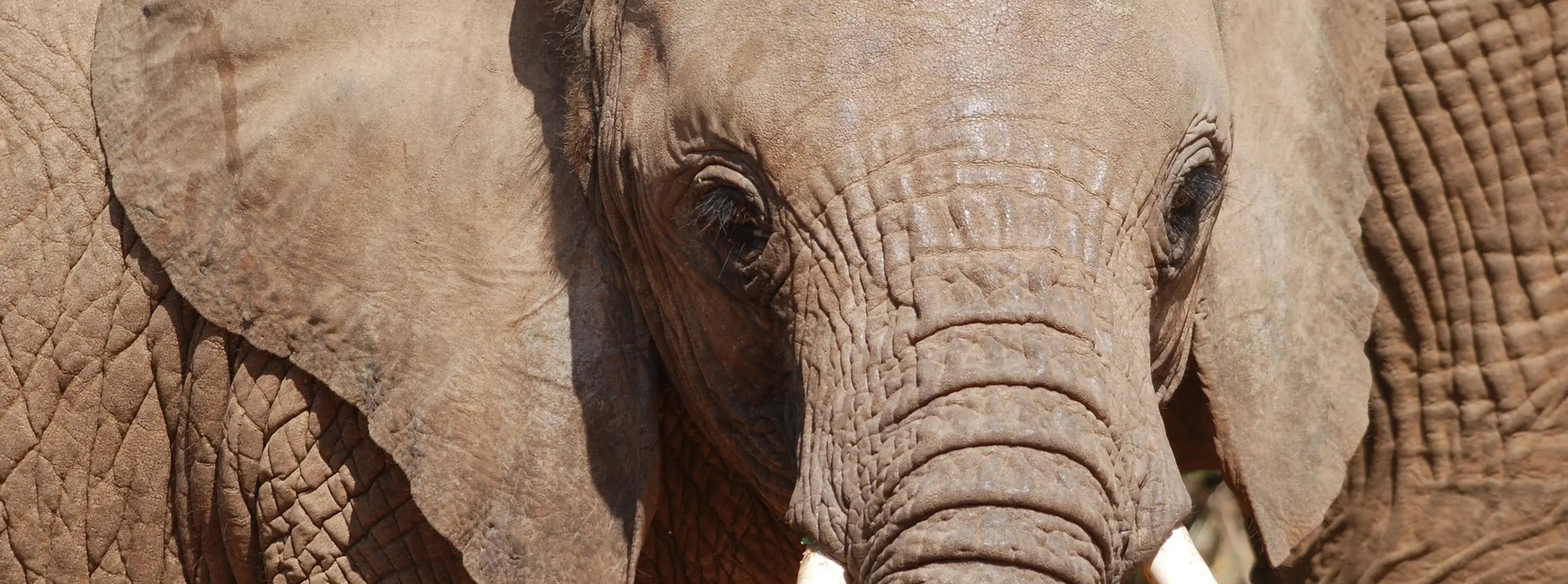 Wild Survivors x Le Chameau