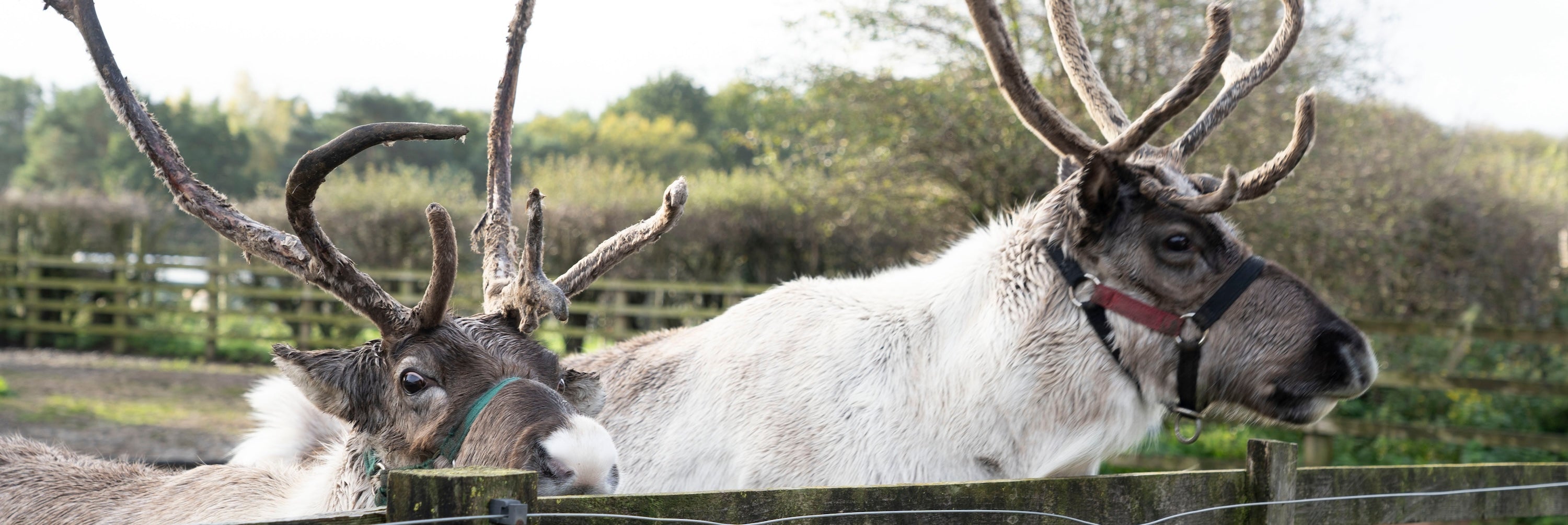 A Magical Christmas with Le Chameau X Haughton Park Reindeer