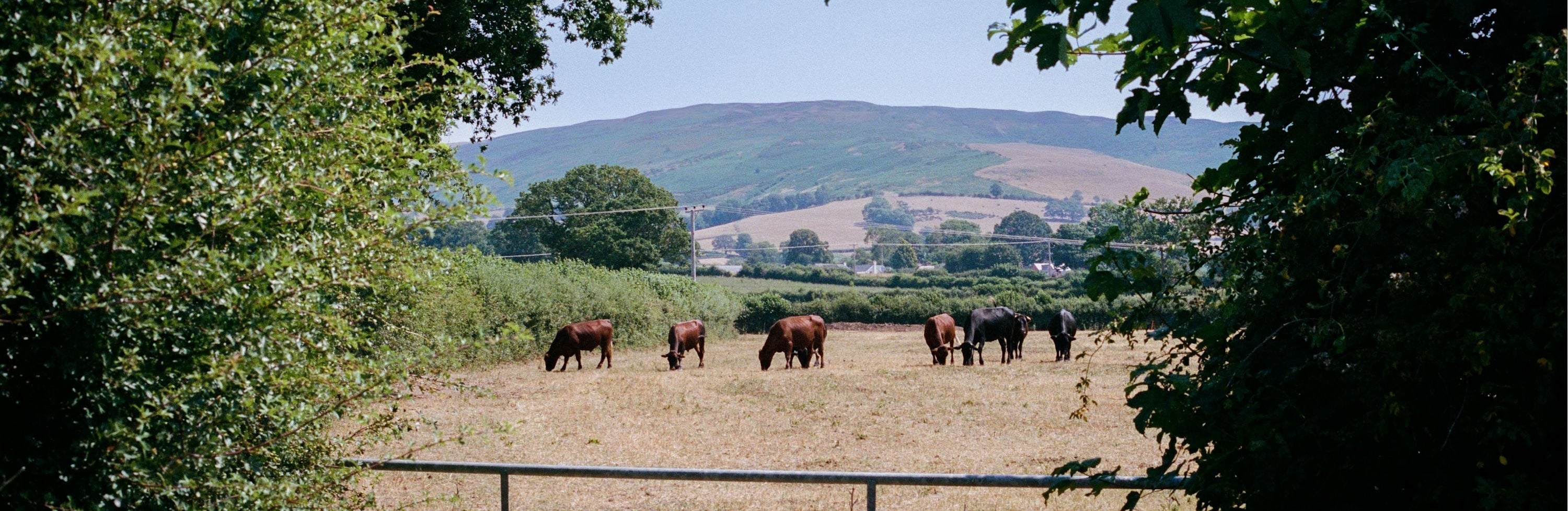On-Farm this Summer: Farming in a Changing Climate