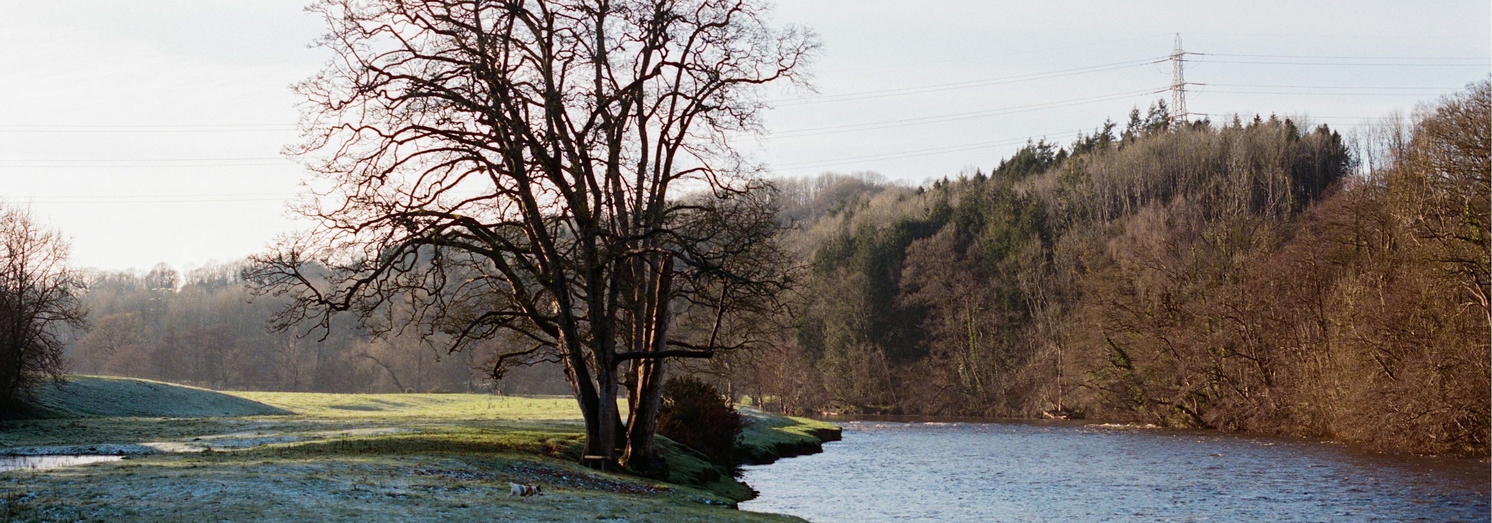 Birdwatch in Comfort