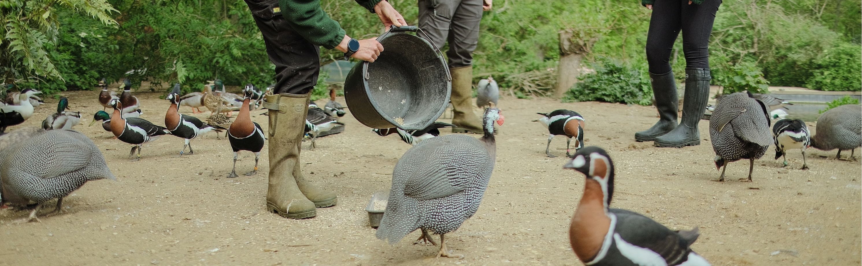 Conservation in Le Chameau: Cotswold Wildlife Park and Gardens