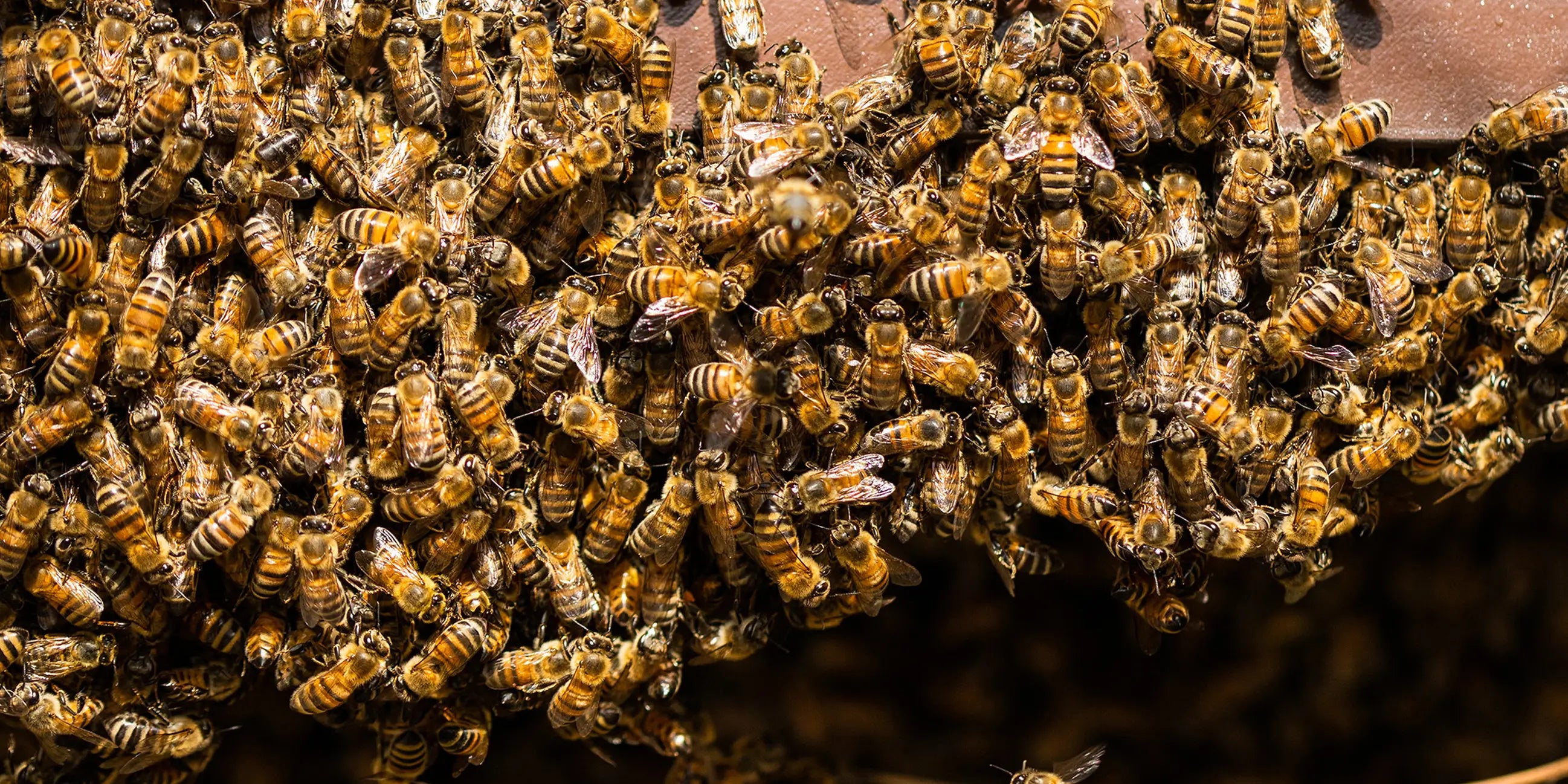 Bee power: Saving elephants and empowering women