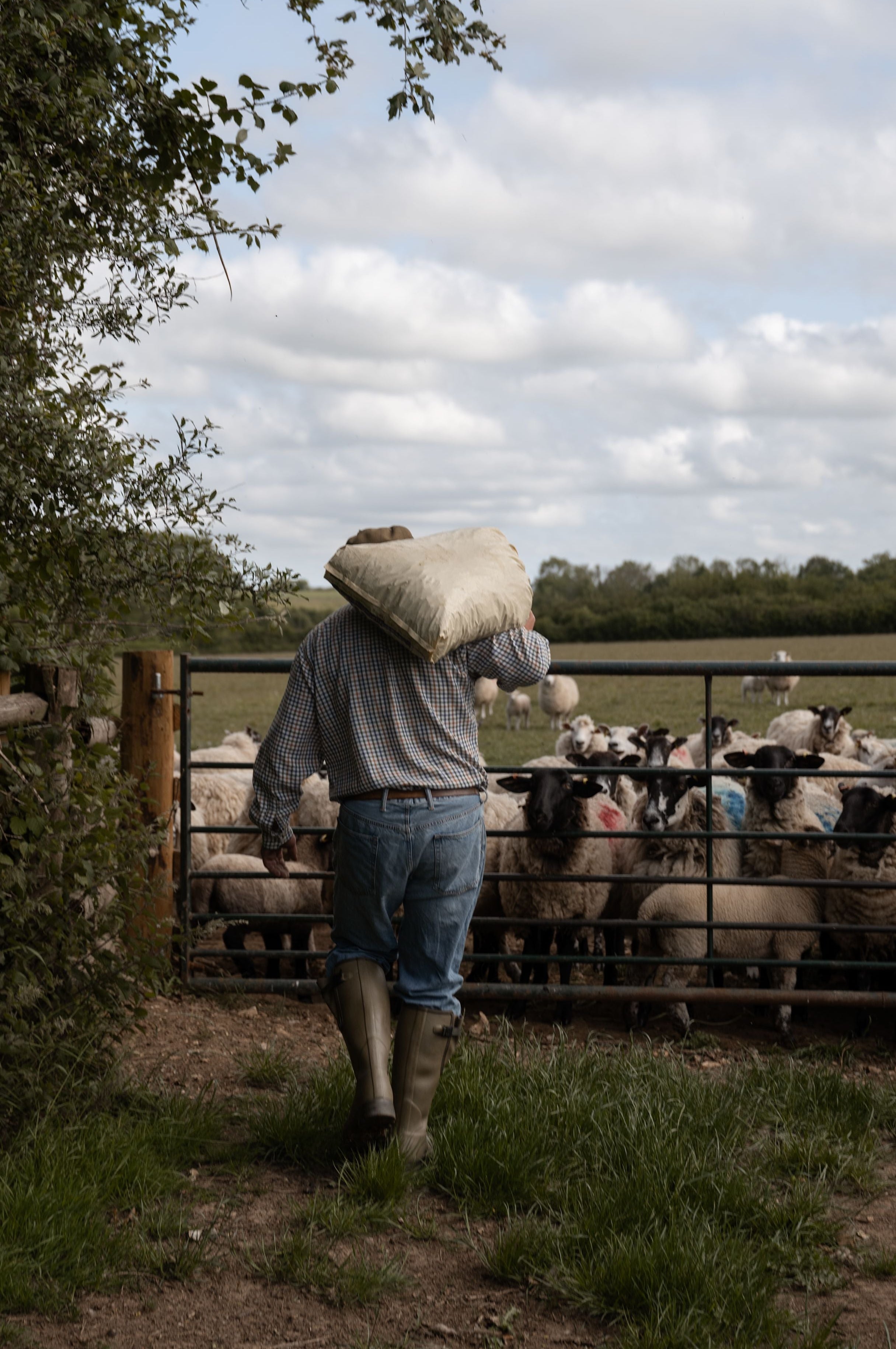 Person carrying a bag over their shoulder near a gate with sheep in a field.