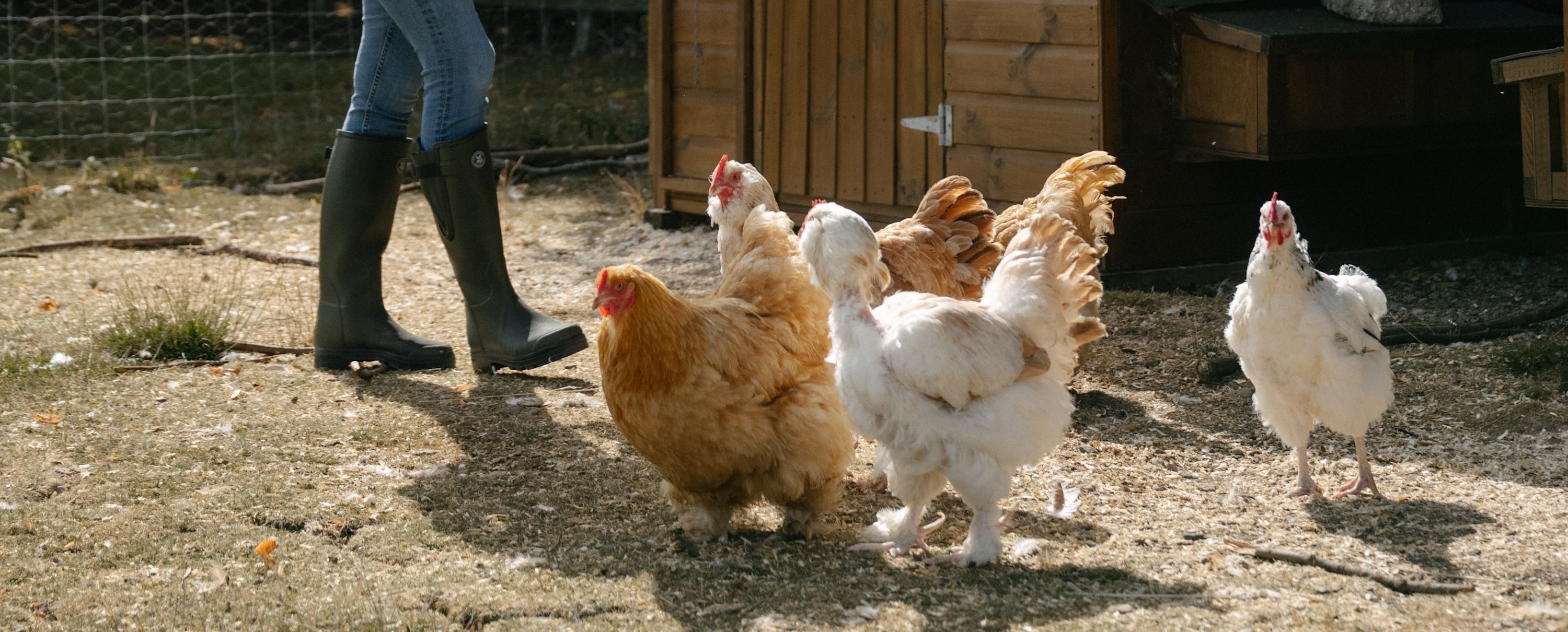 Le Chameau x National Trust: Where comfort meets chickens