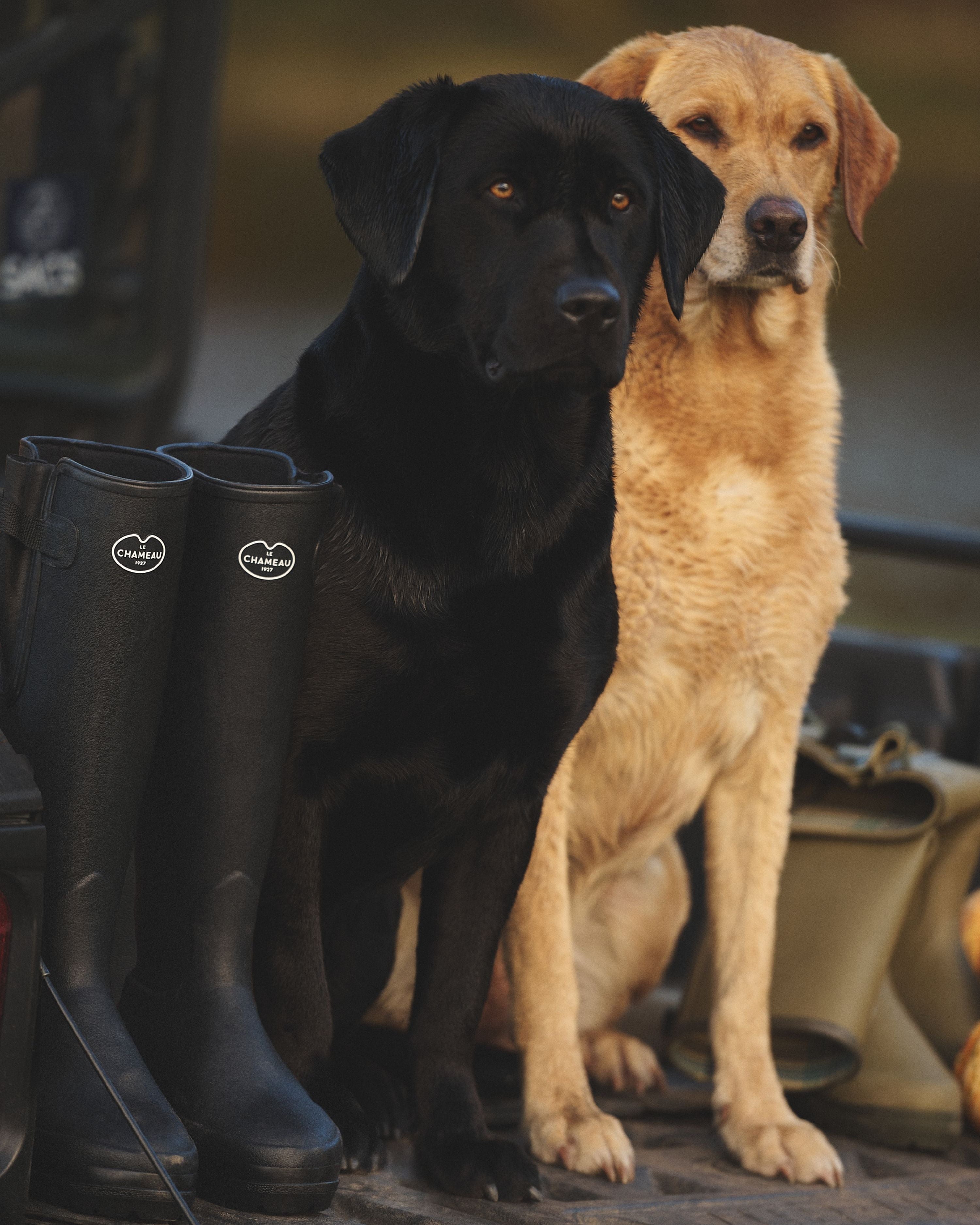 Two dogs, one black and one brown, standing next to a pair of black rubber boots on the back of a pick up truck.